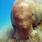 Dugong